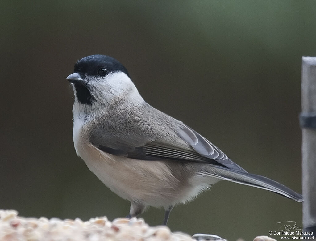 Mésange nonnetteadulte, identification