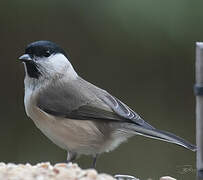 Marsh Tit