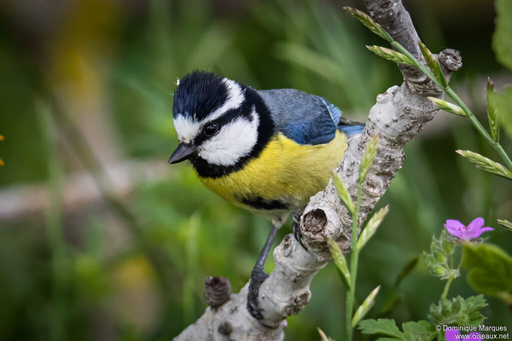 Mésange nord-africaine