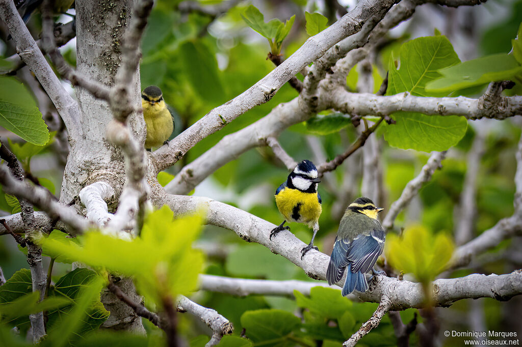 Mésange nord-africaine