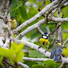 Mésange nord-africaine