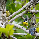Mésange nord-africaine