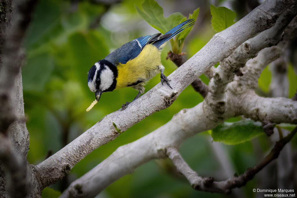 Mésange nord-africaine