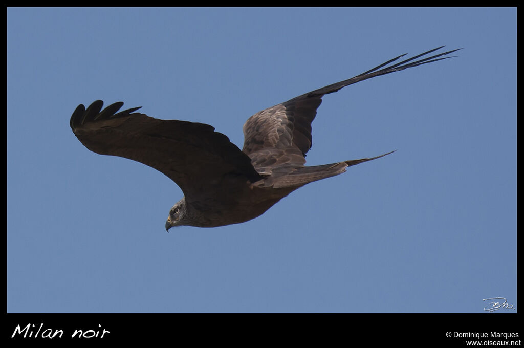 Black Kiteadult, Flight