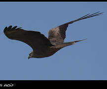 Black Kite