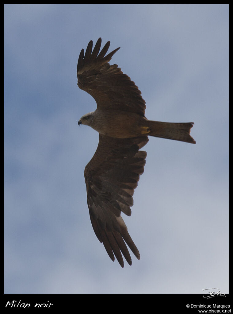 Black Kiteadult, Flight