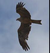 Black Kite