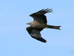 Black Kite