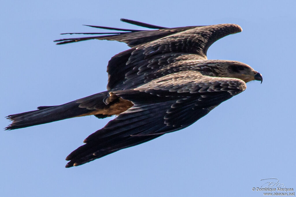 Black KiteFirst year, Flight