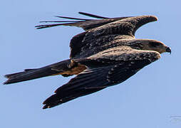 Black Kite