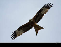 Red Kite