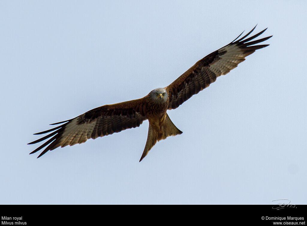 Red Kiteadult, Flight