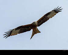 Red Kite