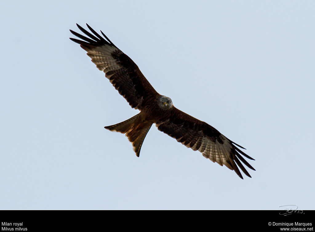 Red Kiteadult, Flight