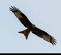 Red Kite