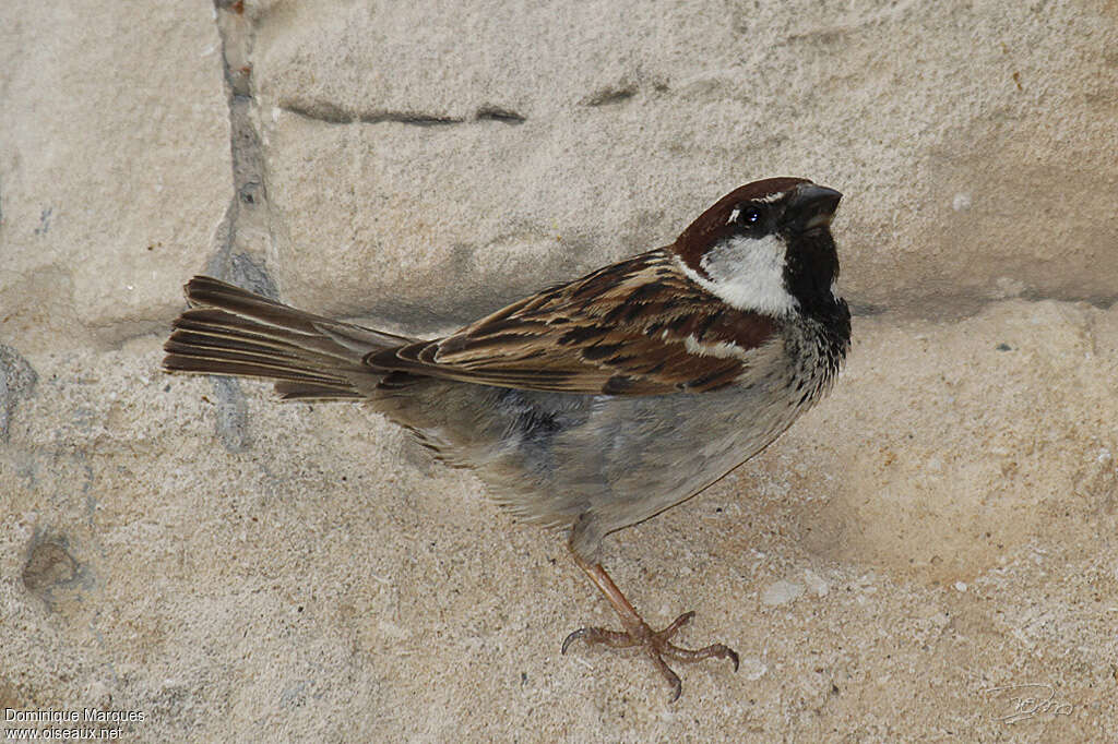 Moineau cisalpin mâle adulte nuptial, pigmentation