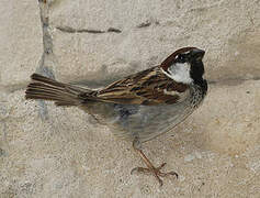 Italian Sparrow