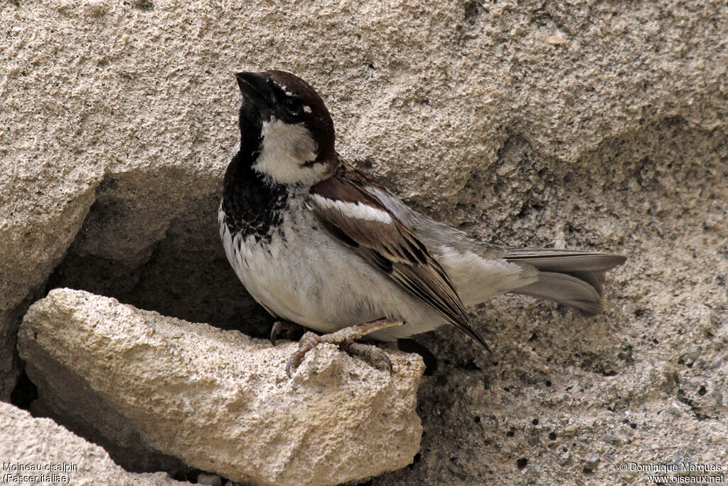 Moineau cisalpin mâle adulte, identification