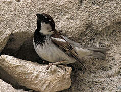 Italian Sparrow