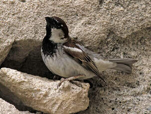 Moineau cisalpin