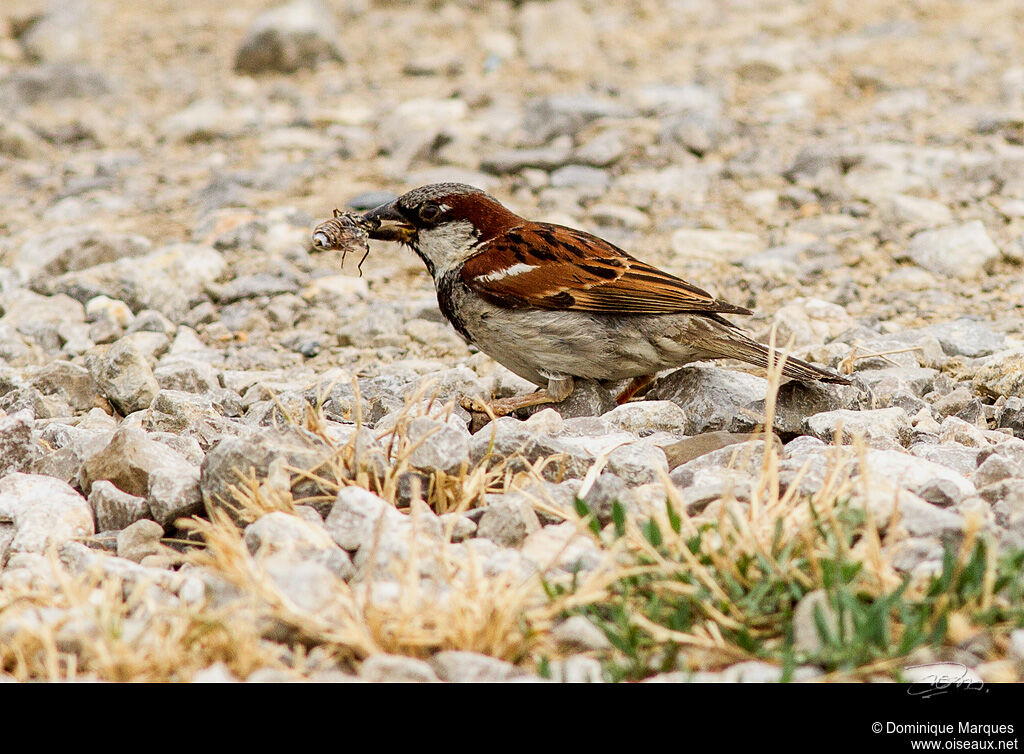 Moineau domestique mâle adulte, identification, régime