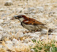 House Sparrow