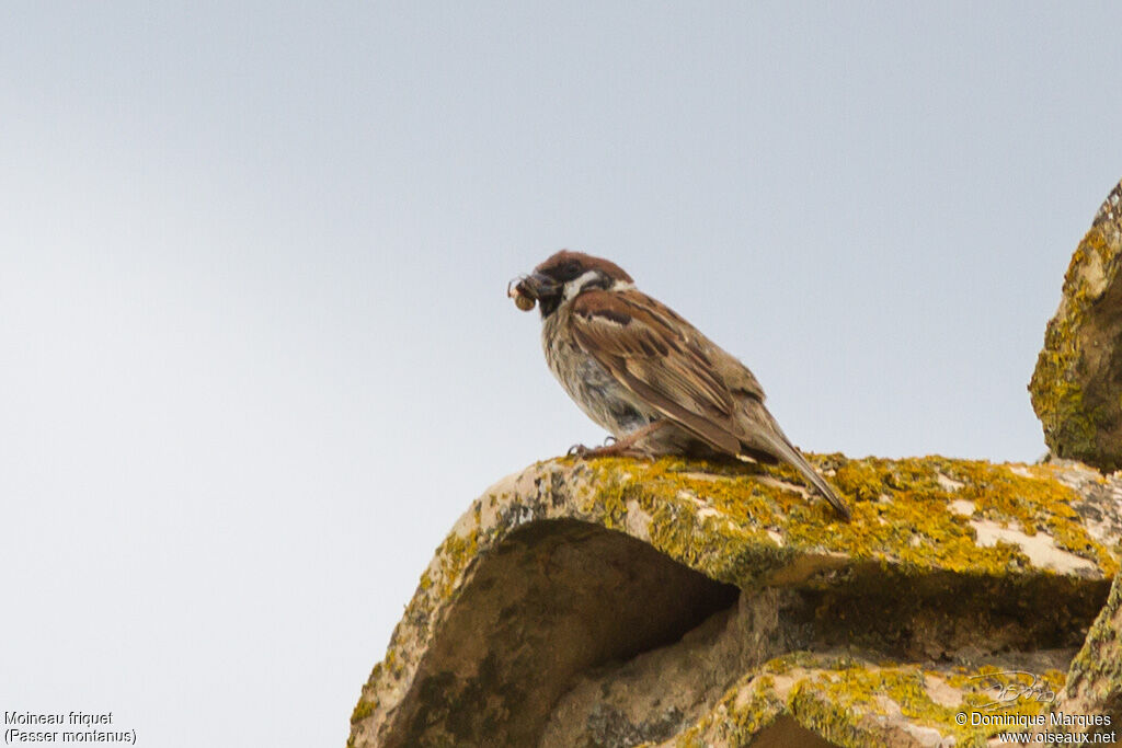 Eurasian Tree Sparrowadult, identification