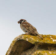 Eurasian Tree Sparrow