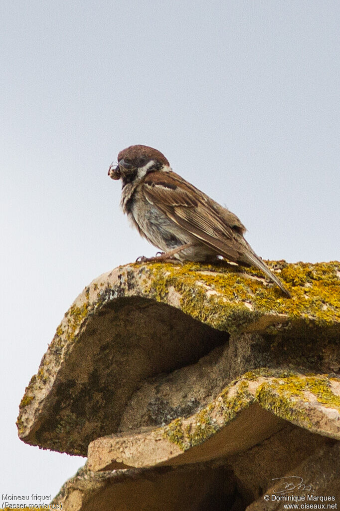 Eurasian Tree Sparrowadult, identification