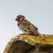 Eurasian Tree Sparrow