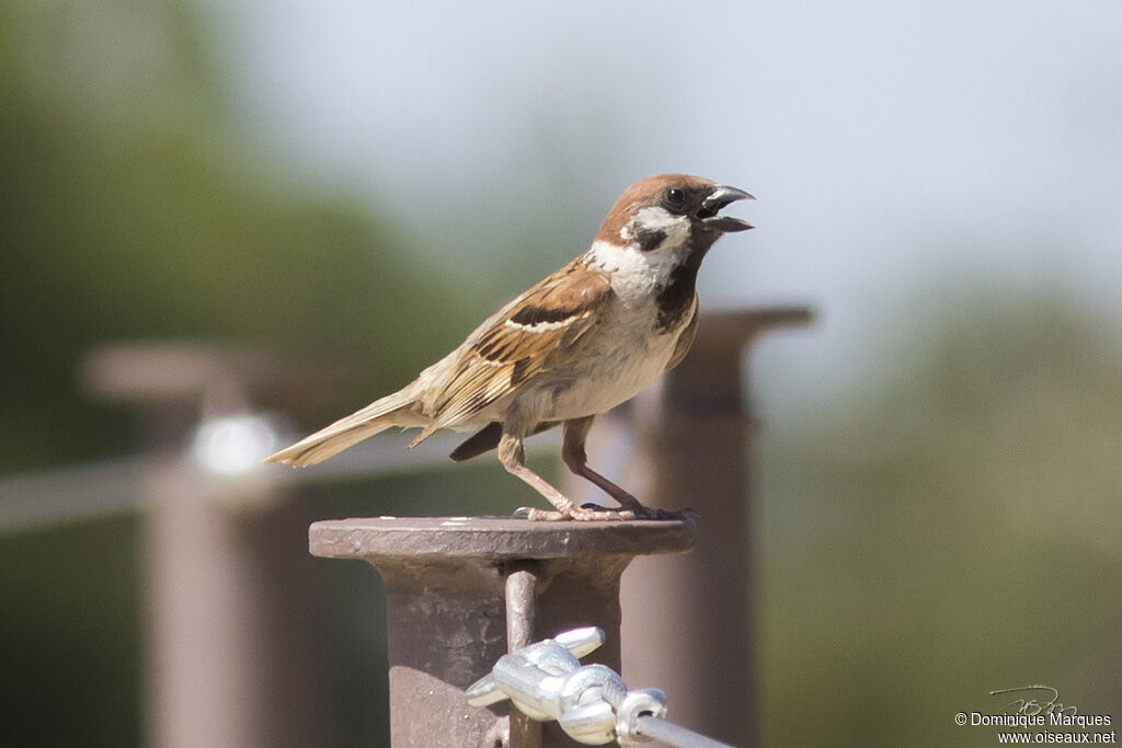 Moineau friquet mâle adulte nuptial, identification