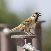 Eurasian Tree Sparrow