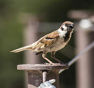 Eurasian Tree Sparrow