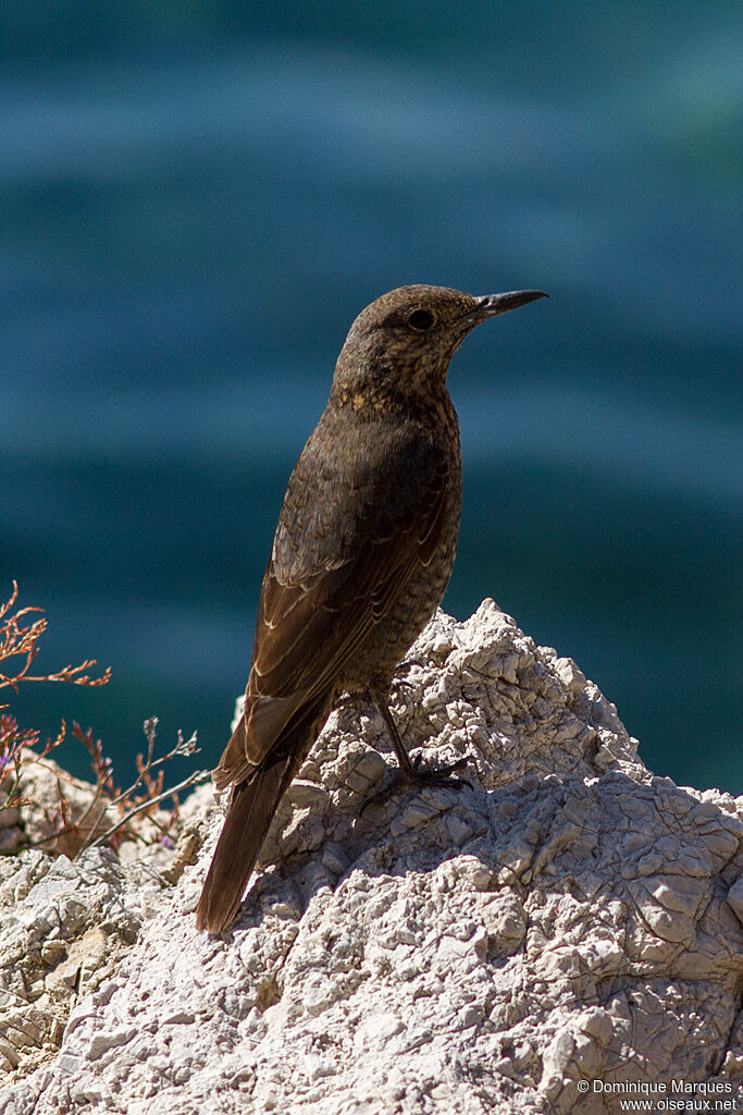 Blue Rock Thrush female adult, identification