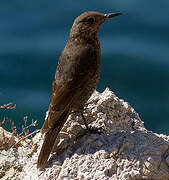 Blue Rock Thrush