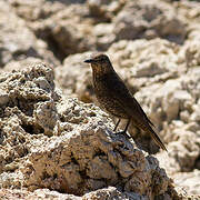 Blue Rock Thrush