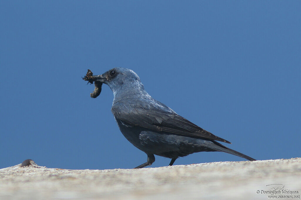 Blue Rock Thrush male adult, identification