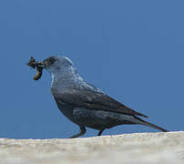 Blue Rock Thrush