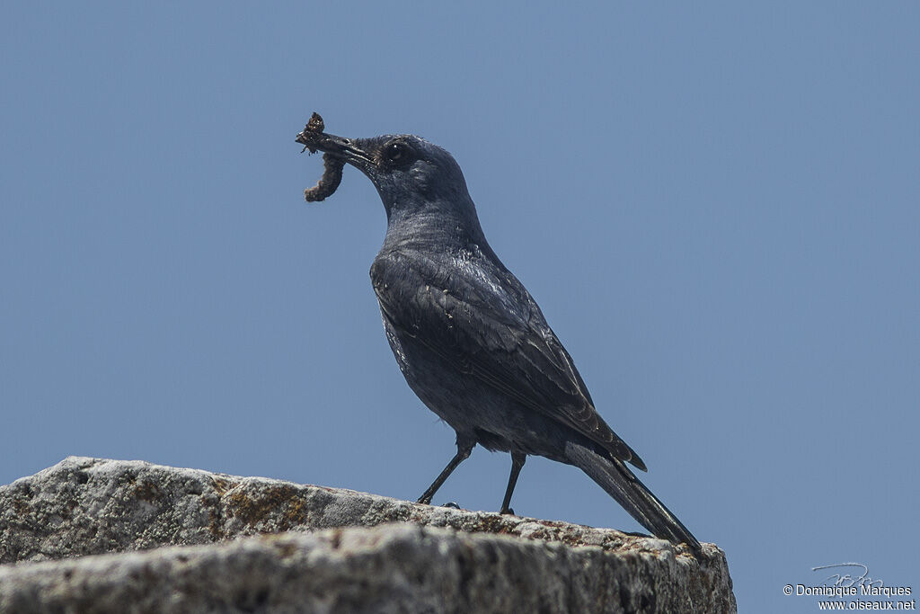 Blue Rock Thrush male adult, feeding habits