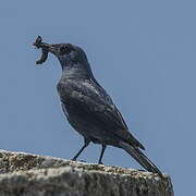 Blue Rock Thrush