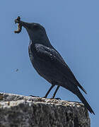 Blue Rock Thrush