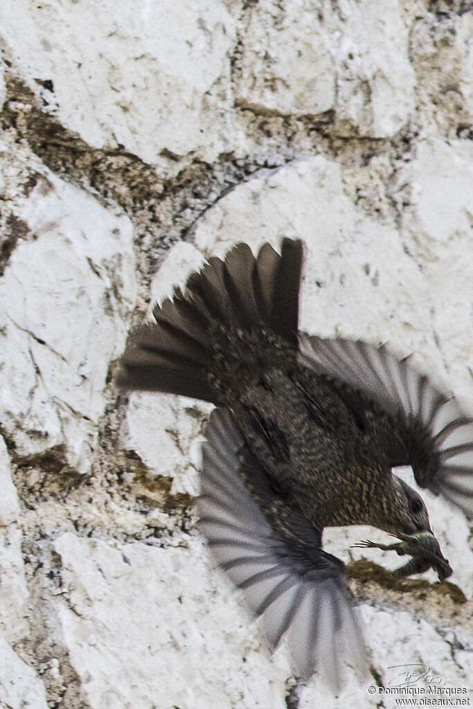 Blue Rock Thrush female adult, identification, feeding habits