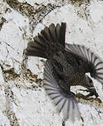 Blue Rock Thrush