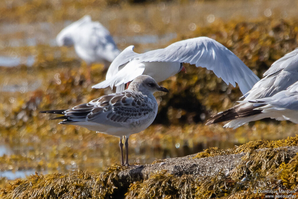 Mouette mélanocéphale1ère année, identification