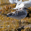 Mouette mélanocéphale