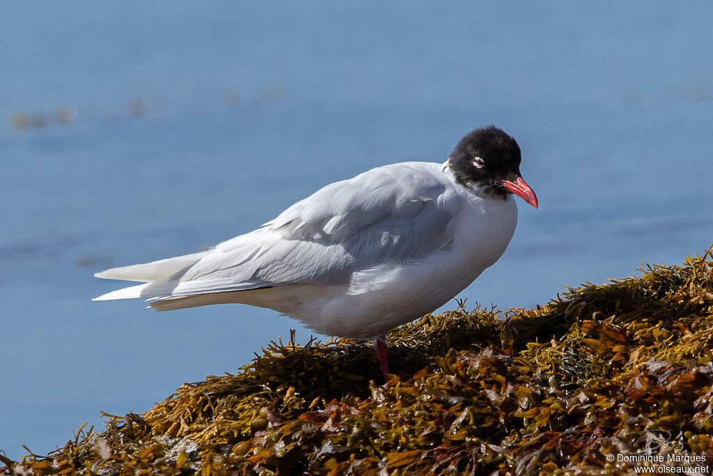 Mouette mélanocéphaleadulte, identification