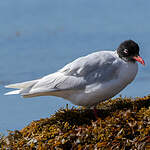 Mouette mélanocéphale