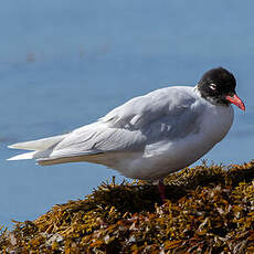 Mouette mélanocéphale