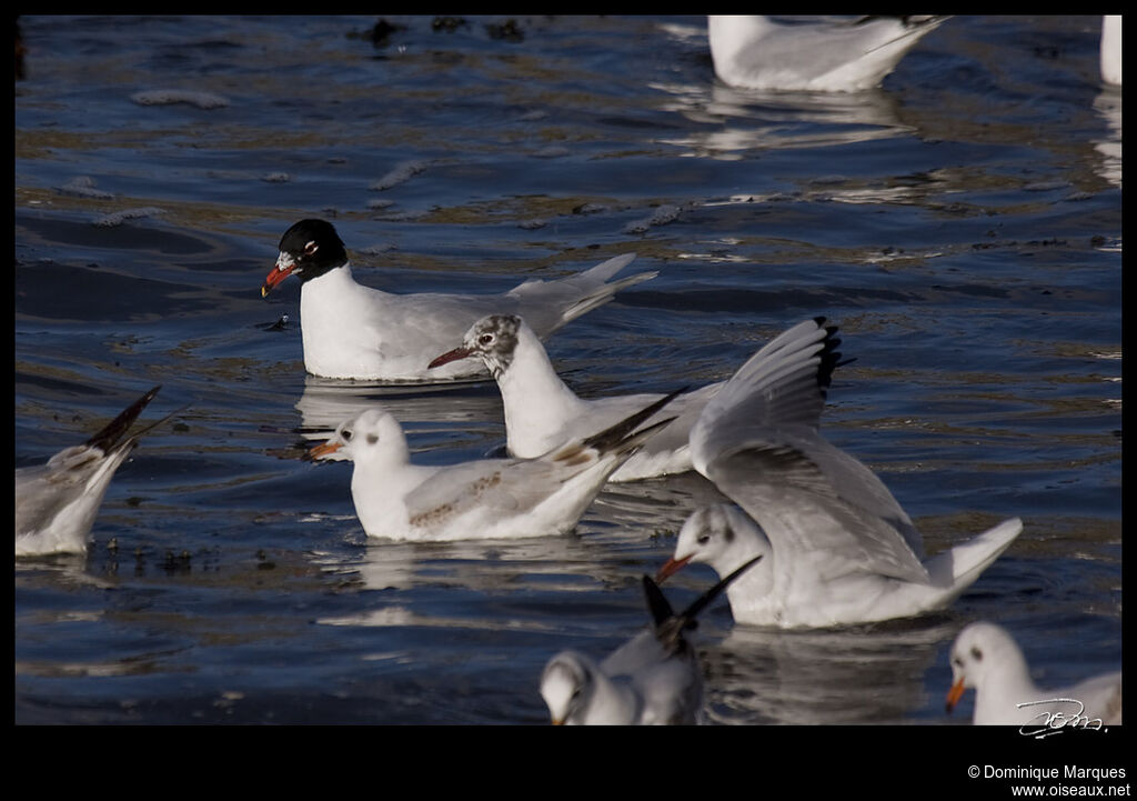 Mouette mélanocéphaleadulte nuptial, identification