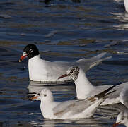 Mouette mélanocéphale